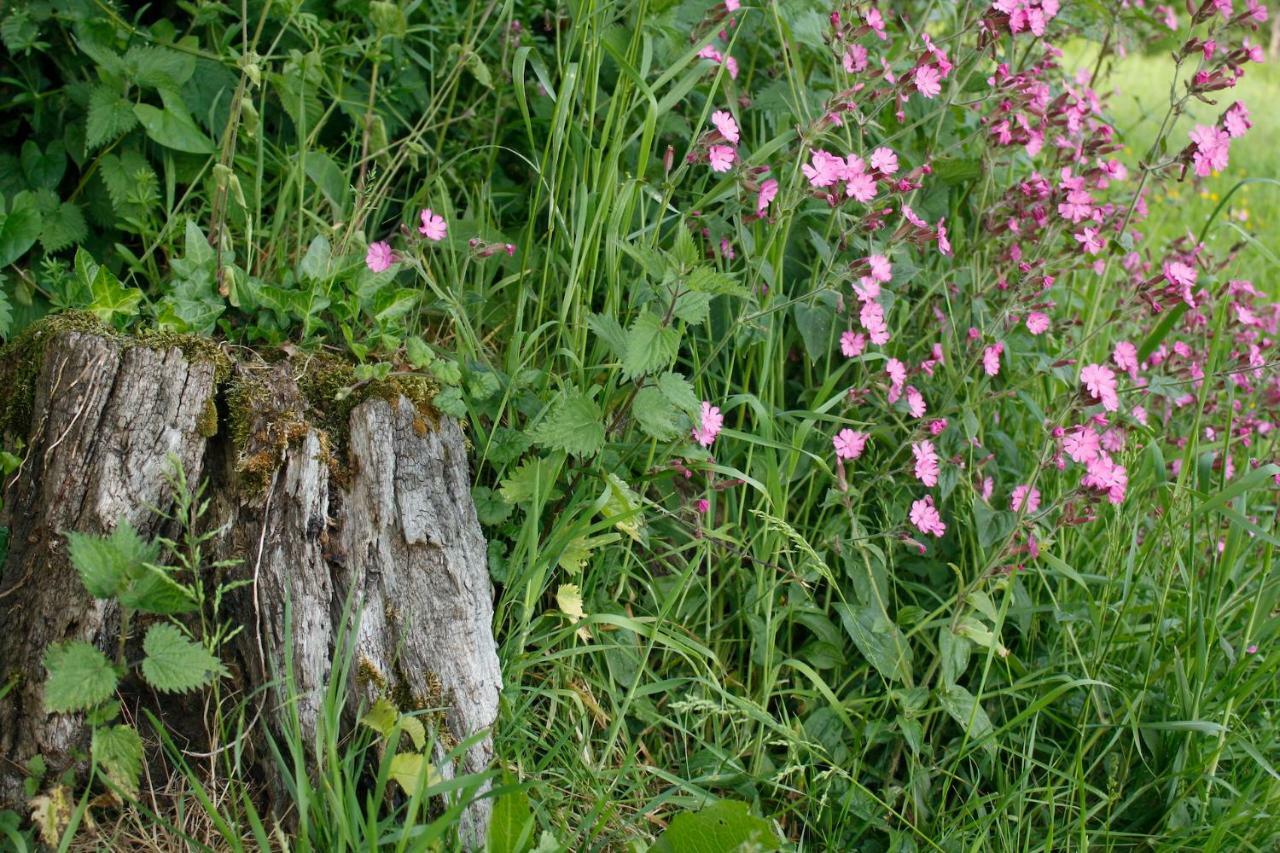 Odle Farm Villa Honiton Eksteriør billede
